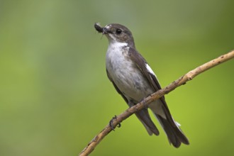 European Pied Flycatcher (Ficedula hypoleuca) female, Rhineland-Palatinate, Germany