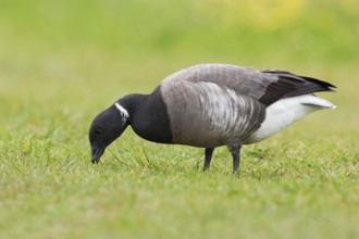 Brant Goose (Branta bernicla), Texel, Netherlands