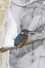 Common Kingfisher (Alcedo atthis), Lower Saxony, Germany