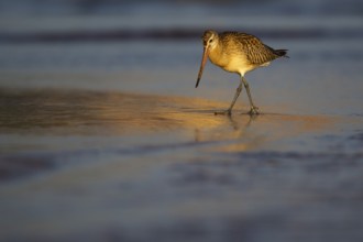 Bar-tailed Godwit (Limosa lapponica) foraging, Asturias, Spain