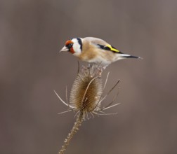 European Goldfinch (Carduelis carduelis), Saxony-Anhalt, Germany