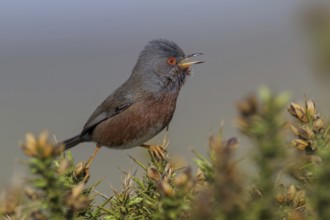Dartford Warbler (Sylvia undata) male singing, Wales, United Kingdom