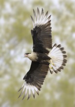 Northern Crested Caracara (Caracara cheriway) flying, Texas, USA