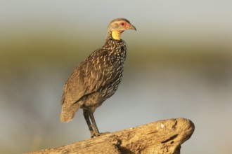 Yellow-necked Spurfowl (Pternistis leucoscepus), Samburu, Kenya