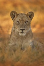 African lion the grass, with beautiful evening light. Wildlife scene from nature. Animal in the