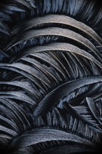 A detailed black and white photomicrograph showing the intricate patterns of salicylic acid