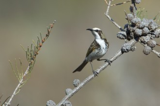 Tawny-crowned Honeyeater (Gliciphila melanops), Victoria, Australia