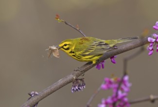 Prairie Warbler (Setophaga discolor) male with insect prey, Ohio, USA