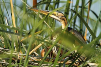 Purple Heron (Ardea purpurea) nest, Andalusia, Spain