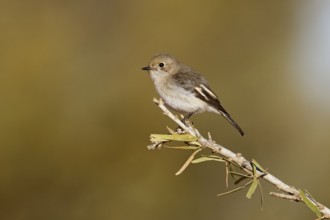 Red-capped Robin (Petroica goodenovii) female, Northern Territory, Australia