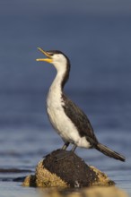 Little Pied Cormorant (Microcarbo melanoleucos), New South Wales, Australia