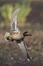 Green-winged Teal (Anas crecca) flying above a marsh in Victoria, BC, Canada