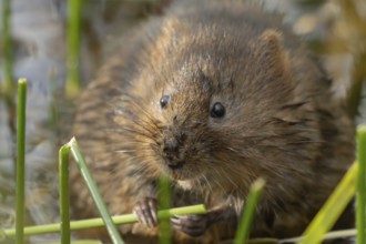 Water vole (Arvicola amphibius) adult rodent animal feeding on a reed stem in a pond in summer,
