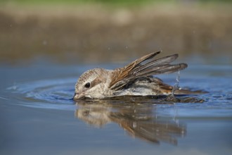 Red-backed Shrike (Lanius collurio) juvenile bathing, Aosta Valley, Italy