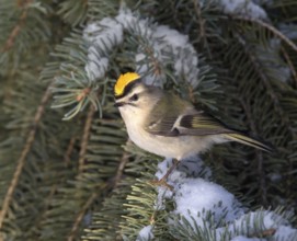 Golden-crowned Kinglet (Regulus satrapa) male, Saskatchewan, Canada