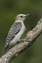 Golden-fronted Woodpecker (Melanerpes aurifrons), Texas, USA
