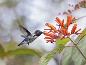 Bee Hummingbird (Mellisuga helenae) male flying and feeding at a flower, Cuba