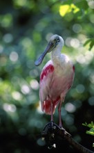 Roseate Spoonbill (Platalea ajaja)