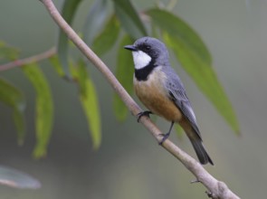 Rufous Whistler (Pachycephala rufiventris), Victoria, Australia