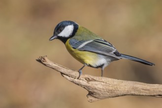 Great Tit (Parus major), Lower Saxony, Germany