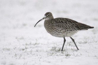 Eurasian Curlew (Numenius arquata), Germany