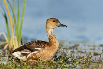 Fulvous Whistling Duck (Dendrocygna bicolor), Texas, USA