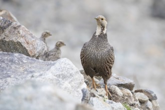 Caucasian Snowcock (Tetraogallus caucasicus) female with chicks on rocks, Caucasus, Russia