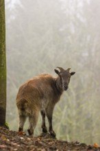 A female Himalayan Tahr (Hemitragus jemlahicus) stands in the forest on a foggy day