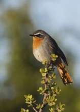 Cape Robin-Chat (Cossypha caffra), Eastern Cape, South Africa