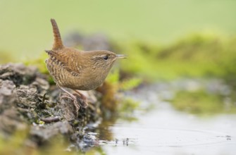 Eurasian Wren (Troglodytes troglodytes) perched at a waterhole, Aosta Valley, Italy