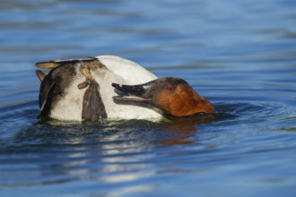 Canvasback Aythya valisineria Tucson, Pima County, Arizona, United States 13 February Adult Male