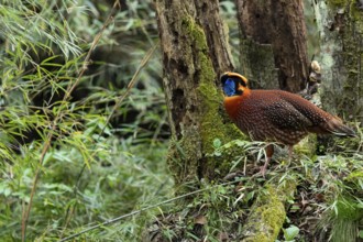 Temminck's Tragopan (Tragopan temminckii) male perched on a mossy log in bamboo forest, Yunnan,