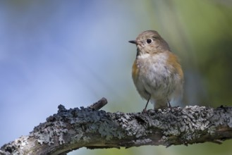 Orange-flanked Bluetail - Blauschwanz - Tarsiger cyanurus, Kazakhstan, female