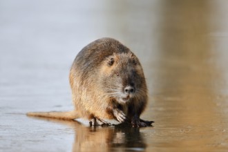 Nutria or swamp beaver (Myocastor coypus) on the ice surface of a lake in winter, neozoa in