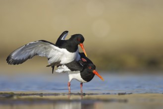 Eurasian Oystercatcher (Haematopus ostralegus) pair mating, North Rhine-Westphalia, Germany