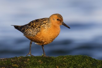 Red Knot (Calidris canutus) foraging, Asturias, Spain