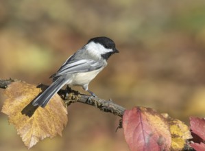 A Black-capped Chickadee, Poecile atricapillus, perched on branch in Autumn in Saskatoon,