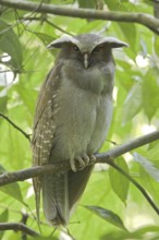 Crested Owl (Lophostrix cristata), Ecuador