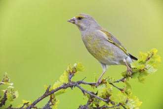Greenfinch, (Carduelis chloris), Chloris chloris, animals, birds, subfamily of goldfinches and