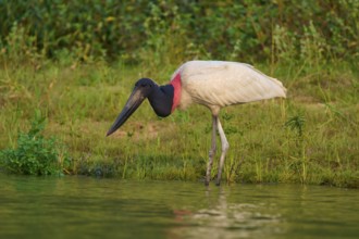 A Jabiru by the water with an attentive gaze, its black and red neck colour contrasts with the