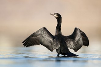 Double-crested Cormorant (Phalacrocorax auritus), Texas, USA