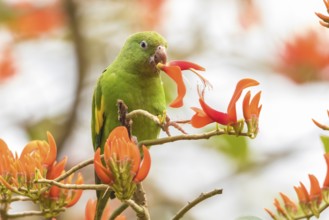 Yellow-chevroned Parakeet (Brotogeris chiriri) feeding on flowers, Bolivia