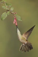Fawn-breasted Brilliant (Heliodoxa rubinoides), Ecuador