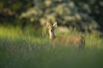 Chinese water deer (Hydropotes inermis) adult animal on farmland in spring, Norfolk, England,