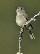 Hammond's Flycatcher (Empidonax hammondii), British Columbia, Canada