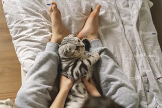 A Scottish Fold cat lies comfortably between a person's legs on a cozy bed. This domestic feline,