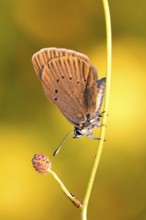 Dusky large blue, (Maculinea nausithous), Animals, Insects, Butterflies, Hesse, Federal Republic of