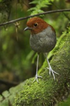 Bicolored Antpitta (Grallaria rufocinerea) perched on a branch in the Andes Mountains of Colombia