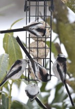 Long-tailed tits (Aegithalos caudatus) eat tit dumplings in winter, Schleswig-Holstein, Germany
