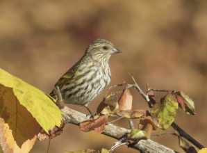 Pine Siskin, Spinus pinus, perched on a branch in the fall in Saskatchewan, Canada